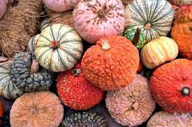 The Ultimate Guide To Pumpkin Types And Choosing Pumpkins Types Of Pumpkins Growing Pumpkins Pumpkin Varieties