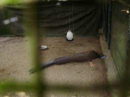 Tidak banyak perbezaan yang terdapat di. Tokwan Matarun Pusat Perlindungan Hidupan Liar Konservasi Hidupan Liar Sungkai Perak