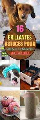 16 Astuces Pour Chien A Connaitre Imperativement Astuces Trucs Trucsetastuces Chien Chien Diy Pour Chien Toilettage Chien
