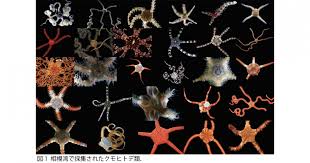 汲んだ水から深海生物の種類を判別―世界初「クモヒトデメタバーコーティング」技術を開発―｜京都大学 | アンドラ