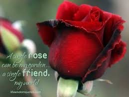Random Quotes Top The Best Random Sayings With Images Rose Rose Wallpaper Red Roses