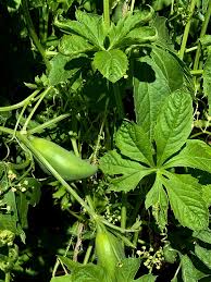 Image result for Eureiandra sp. A