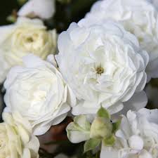 Xavier Beulin® Evefaida