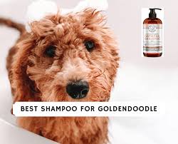 The poodle comes in three recognized sizes: Best Shampoo For Goldendoodle 2021 We Love Doodles