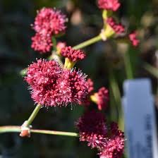 Image result for Eriospermum roseum