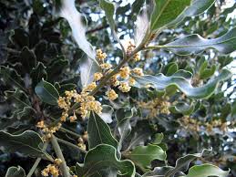 Image result for Euclea natalensis