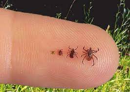 While many varieties of ticks aren't prone to making a home indoors (deer ticks typically die within 24 hours, and can only survive short periods in places where moisture content is less than around 90 percent, and many species of ticks prefer to lay. Tick Checking 101 Steps To Take For Every Hike American Forests