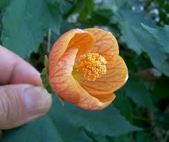 Image result for Abutilon rehmannii