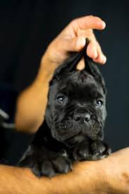 Our pups of cane corso italian also called italian mastiff are fed with meat, vegetables, fruit and fish. Venta De Cane Corso Comprar Cachorros Cane Corso Online Barcelona
