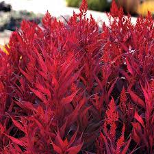 Maybe you would like to learn more about one of these? Dragons Breath Celosia Seeds Park Seed