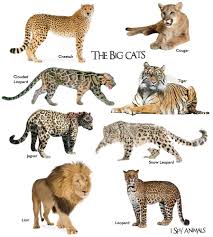 All Wild Cat Breeds Best Cat Wallpaper