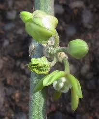 Image result for Cynanchum mulanjense