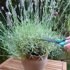 Darf man rosen neben lavendel pflanzen myhomebook lavendel verschneiden | dr. Beates Blog Lavendel Schneiden Mein Schoner Garten