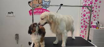Your local dog groomer is as close as your neighborhood petsmart! Pampurr Pets Grooming Salon And Spa Home Facebook
