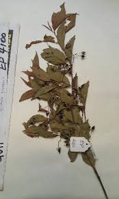 Image result for Vismia orientalis