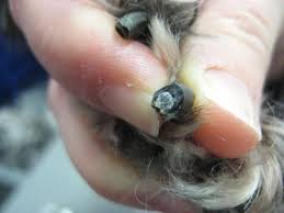 It is not a hard job to find the quick on a dog's light nail. Trimming Black Dog Nails The Safe Way Easy Once You Know The Trick