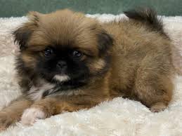 Image result for pekingese