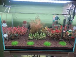 Image result for Nesaea dinteri