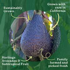 Image result for Avocado 1972 Crown