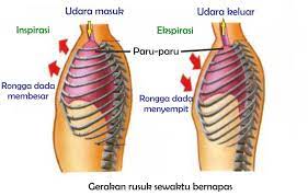 Jelaskan mekanisme pernapasan dada saat inspirasi dan ekspirasi. Mekanisme Pernapasan Pada Manusia Science Booth