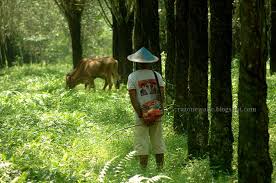 We did not find results for: Fadhilah Blog Kebun Karet Karang Anyar Tempat Kekinian Paling Hit Di Lampung Awal Tahun 2016