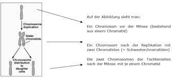 Chromosomen Und Chromatin Theoretisches Material Biologie 12 Schulstufe