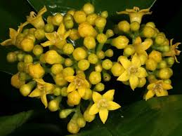 Image result for Psychotria cinerea
