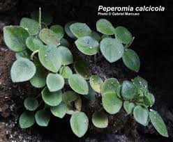Image result for Peperomia fernandopoiana