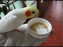 2 parrots singing and talking cockatiels on youtube <?=substr(md5('https://encrypted-tbn0.gstatic.com/images?q=tbn:ANd9GcTpdiSgXcdfrtEhbXJOzt2ltGKpYt_X33PONVVOsIXTkzcZN_fQ39Lazps'), 0, 7); ?>