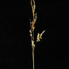 Image result for Sorghastrum stipoides