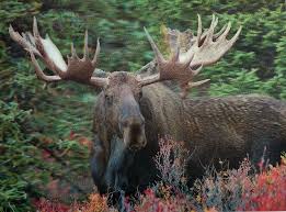 3d Picture Moose Moose Pictures Wild Animals Pictures Moose Animal
