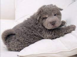 These shar pei puppy's are big chunky beautiful pups eyes opened at 8 days old Screenshot Baby Animals Cute Dogs Cute Baby Animals