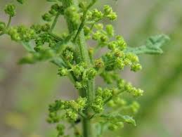 Image result for Dysphania schraderiana