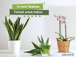 Selain memiliki manfaat sebagai penyaring udara kotor dan menyerap zat beracun , bentuknya yang unik bisa menjadi inspirasi bagi kamu yang sedang mencari tanaman hias indoor. 10 Jenis Tanaman Terbaik Untuk Indoor Cekresi Com