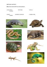Check spelling or type a new query. Activ Amphibians And Reptiles