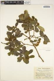 Image result for Pittosporum abyssinicum
