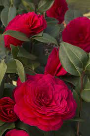 Nuccio S Bella Rossa Camellia Has An Abundance Of Formal Four Inch Crimson Red Blooms That Open Slowly Over A Long P Beautiful Flowers Plants Camellia Flower