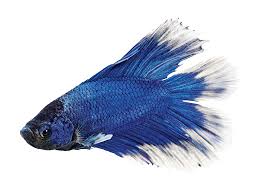 The common name, siamese fighting fish, was coined due to the practice of organized fights between males, much like cockfights. Male Doubletail Bettas For Sale Order Online Petco