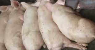 Biofarma, salah satu bumn yang melakukan penelitian dan . Ribuan Babi Mati Tim Investigasi Diturunkan Bkpp Kabupaten Demak