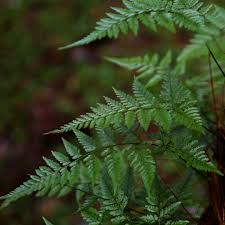 Image result for Rumohra adiantiformis