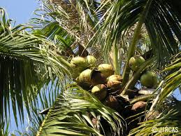 Image result for Cocos nucifera