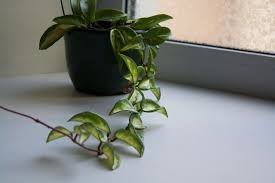 Hoya Plant Care Hunker Hoya Plants Hanging Plants Plants
