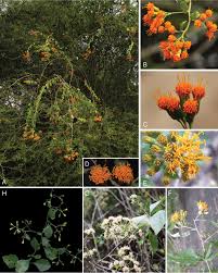 Image result for Erlangea remifolia