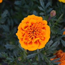 Image result for Tagetes patula