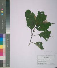 Image result for Asystasia vogeliana