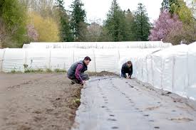 Check spelling or type a new query. Growing With Landscape Fabric Floret Flowers