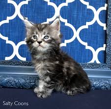 Linda pomes 386 717 3345 call or text. Maine Coon Cats For Sale Tampa Fl 276833 Petzlover