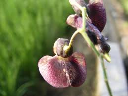 Image result for Sesbania quadrata