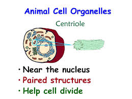 Depending on the type of the animal cell in question, some cellular components listed below may not be found in every animal cell. Basic Structure Of A Cell Ppt Download