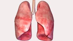 Organs in the body real. Human Body Organs Lungs 3d Stock Footage Video 100 Royalty Free 19482193 Shutterstock